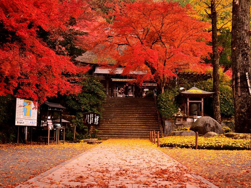 【一起去九州看”楓”景五日】大興善寺、柳川遊船、山鹿豐前街道、上色見熊野神社、九重夢大橋、湯布院歐風藝術小鎮