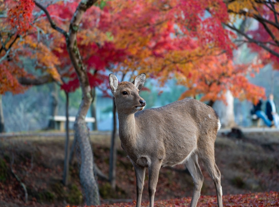 關西楓紅神戶布引香草園纜車勝尾寺5日