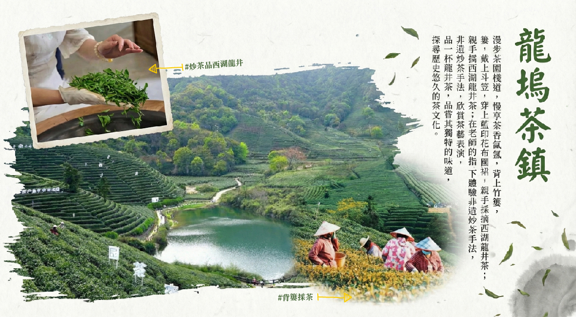 龍塢茶鎮·背簍採茶 炒茶品西湖龍井