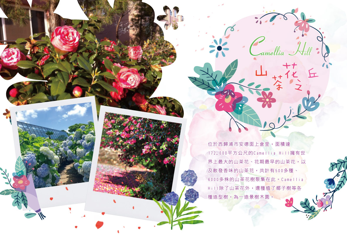 山茶花之丘Camellia Hill