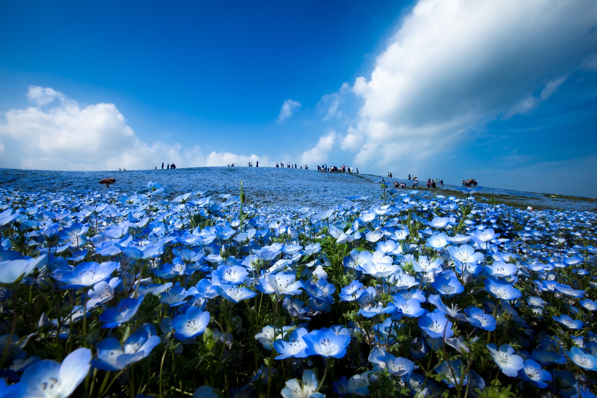 雪壁.秘境.花之國度立山黑部.上高地.白川鄉合掌村富士之櫻×紫藤花×粉蝶花極景六日