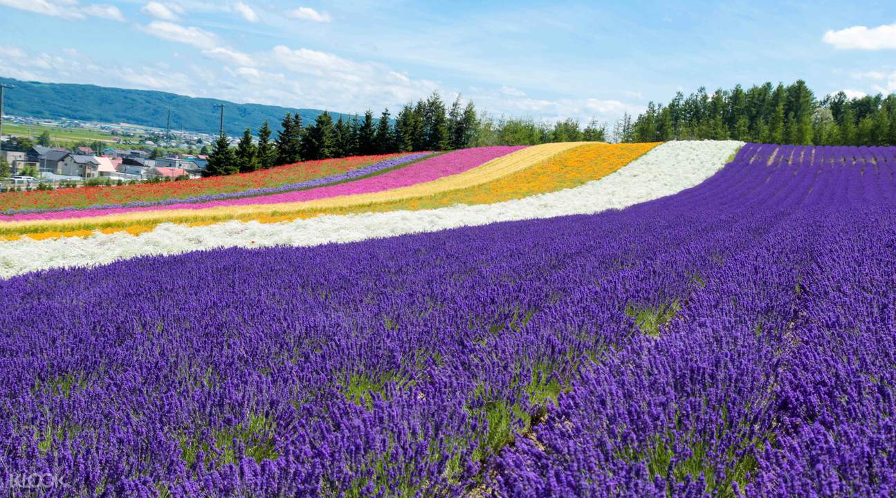 花現富良野～北海道洞爺湖溫泉花火六日