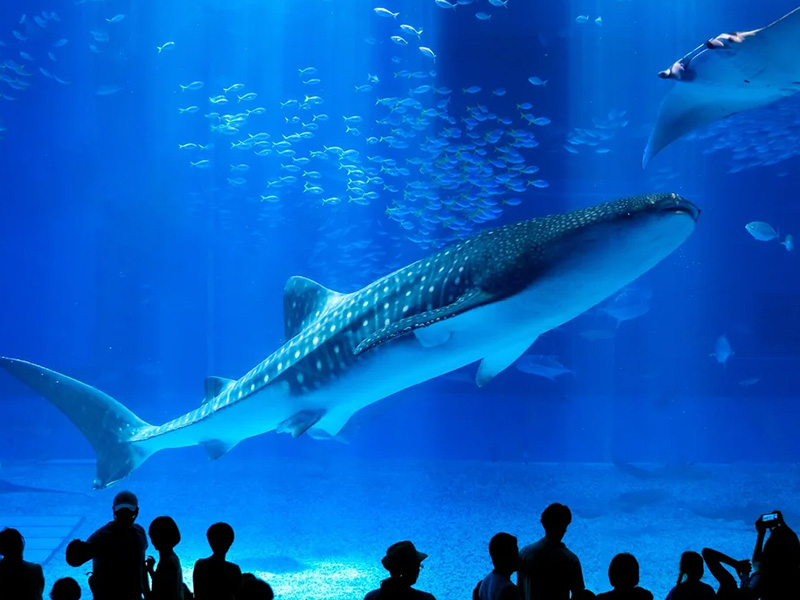 蔚藍陽光空氣沖繩美的冒泡4日~海洋博水族館、可愛鳳梨園