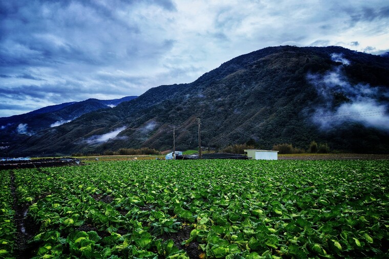 南山高麗菜園風光