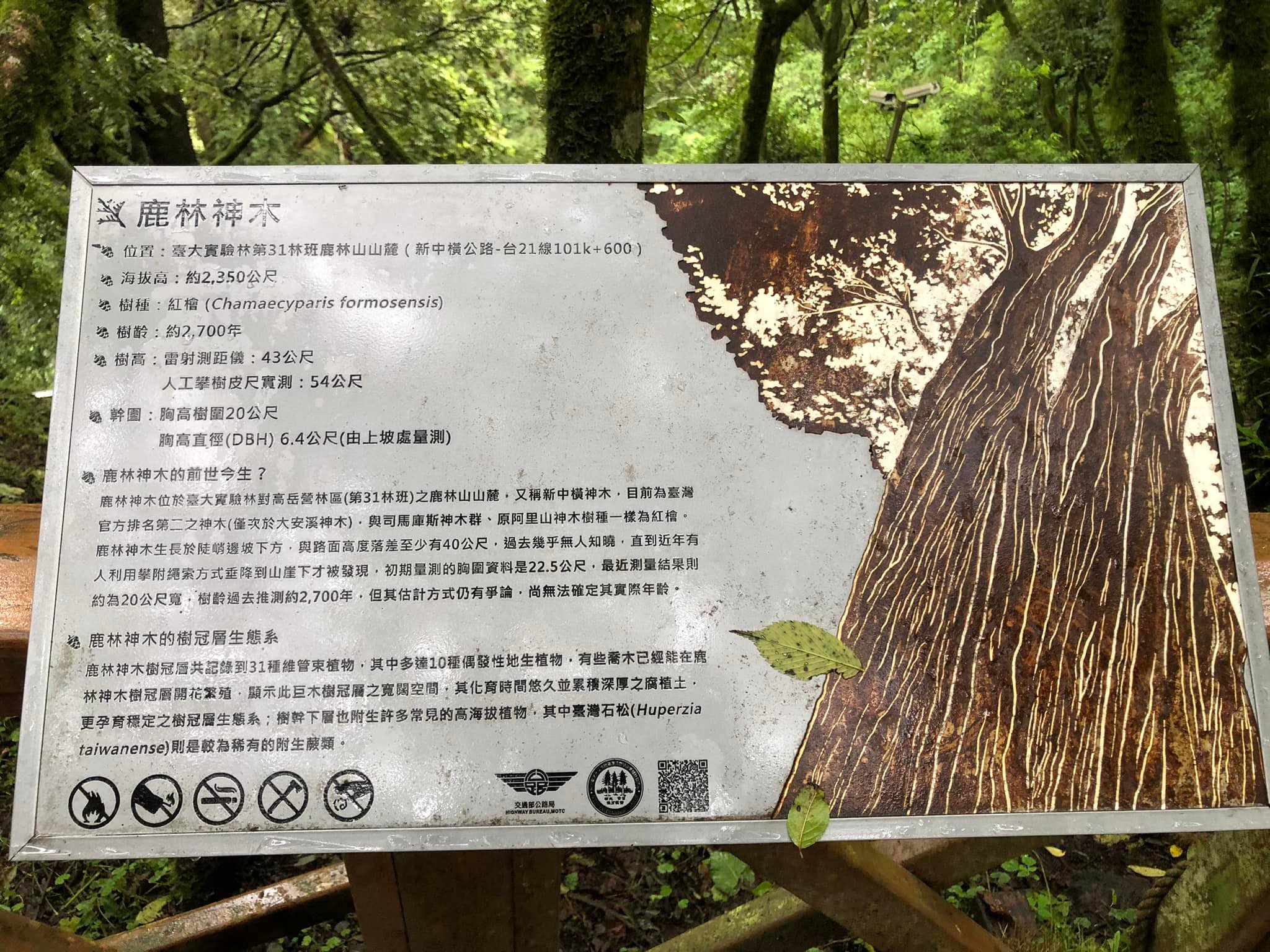 鹿林神木