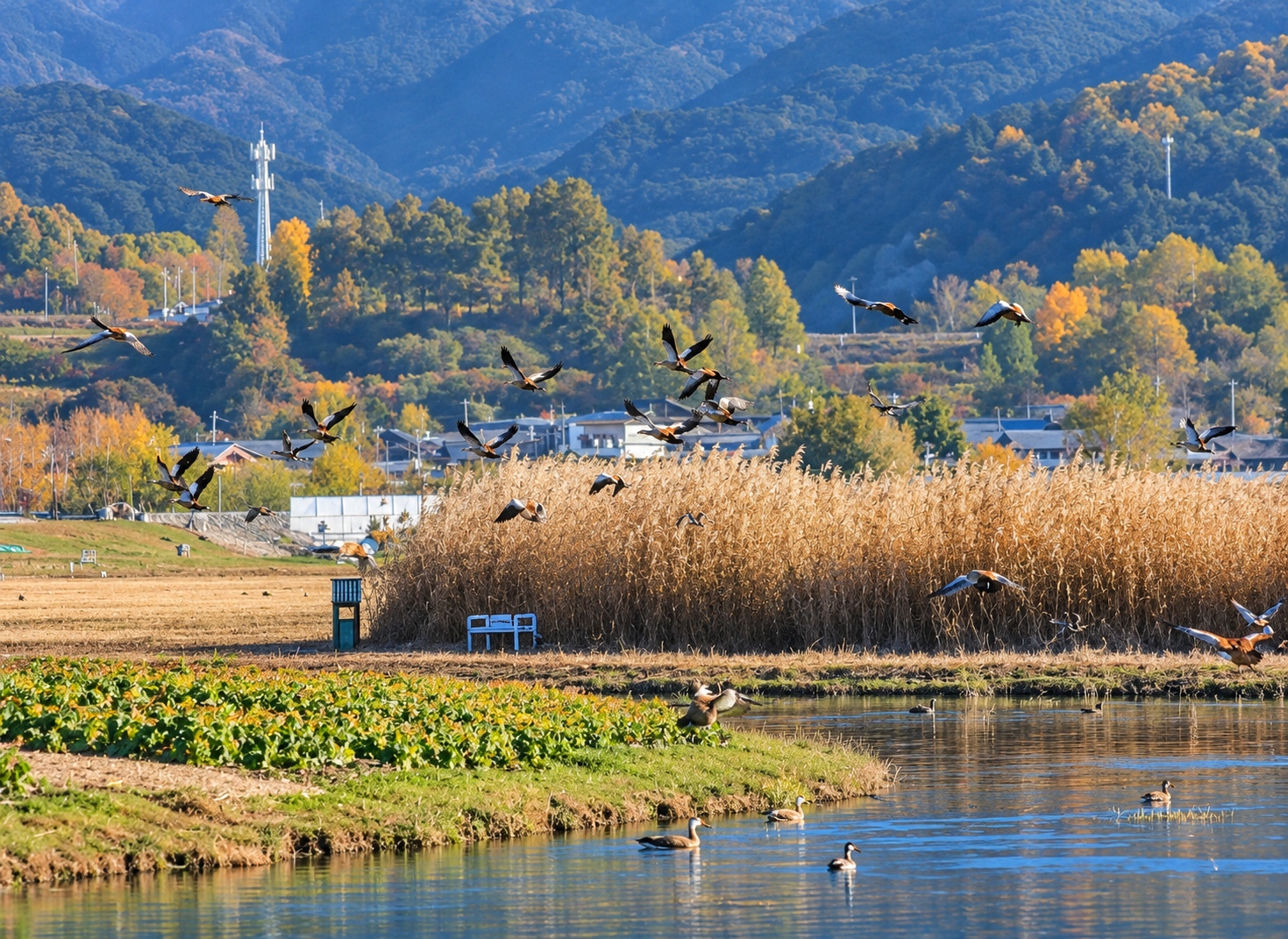 秋日濕地鳥群與山林倒影.jpg