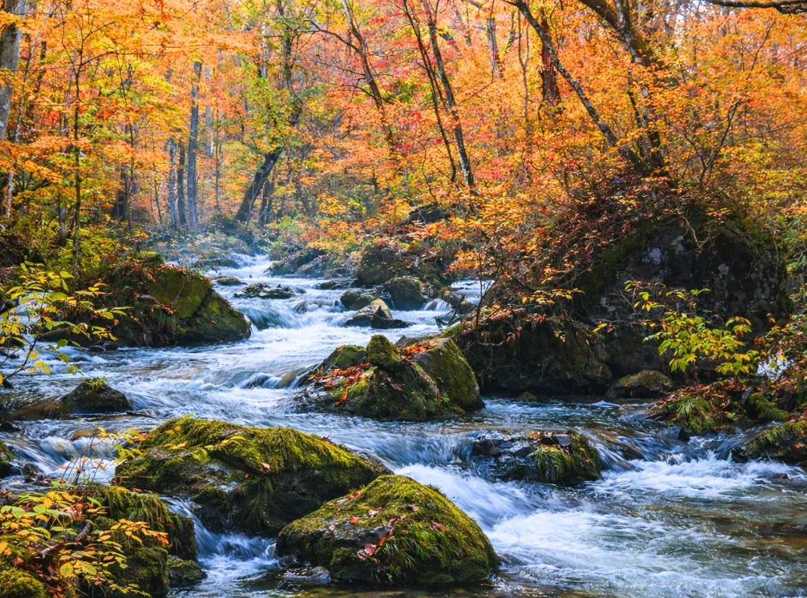 (預約報名)《素易遊》【東北賞楓5日】奧入瀨溪．鳴子峽．猊鼻溪．銀山溫泉｜不進免稅店