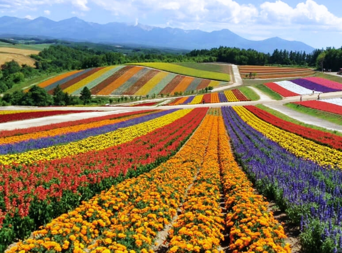 《素易遊》7/21【紫色北海道5日】富良野薰衣草花海．層雲峽溫泉．小樽運河浪漫散策．全程素食安心旅｜不進免稅店