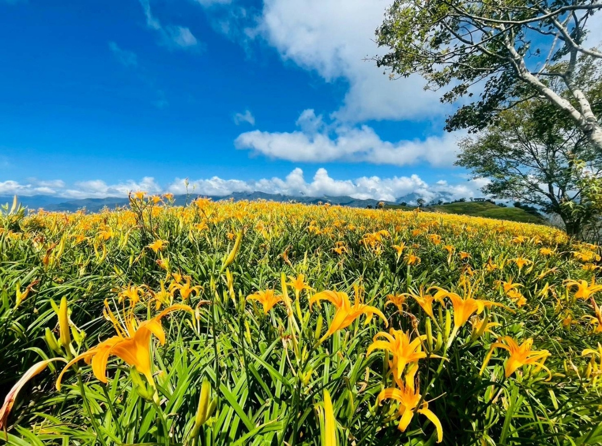 《素易遊》8/2【典藏花東3日】赤柯山、六十石山金針花海．秘境泥火山．鸞山文化深度體驗