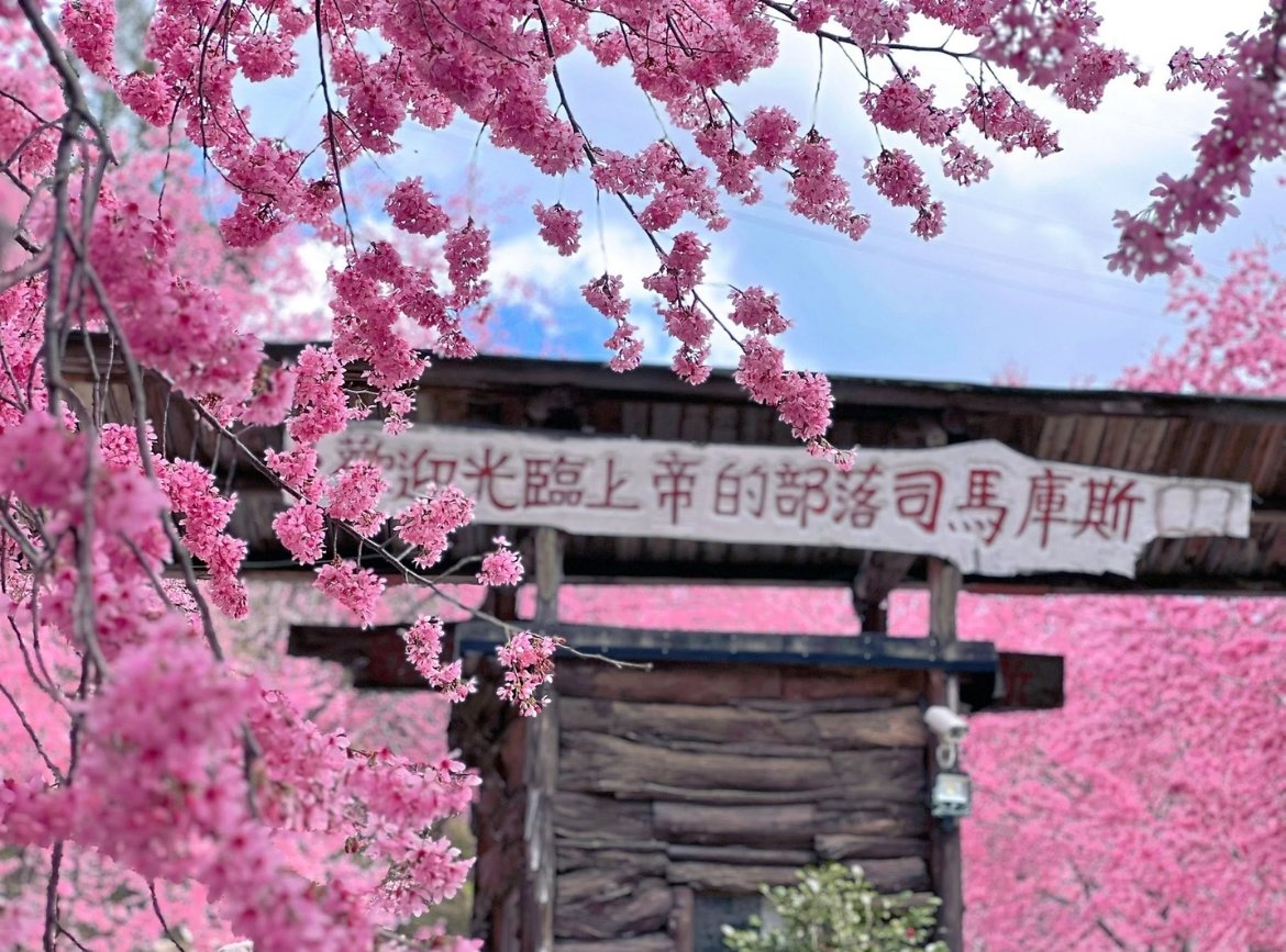 《素易遊》2/16【司馬庫斯賞櫻2日】一年一會的粉紅山谷．司馬庫斯櫻花季限定