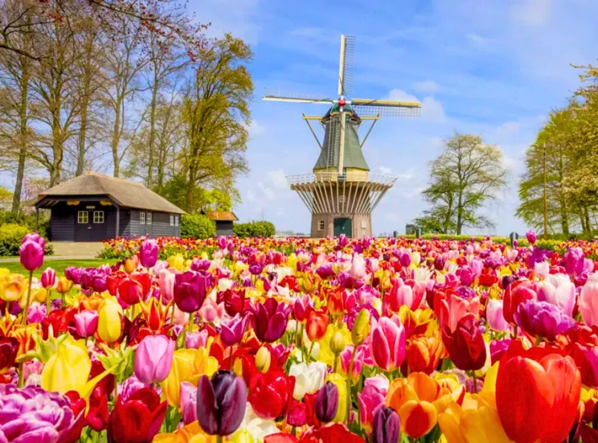 《素易遊》4/8【荷比法8日】花開歐洲 鬱金香花海・歐洲三城遊船・羅浮宮經典之旅