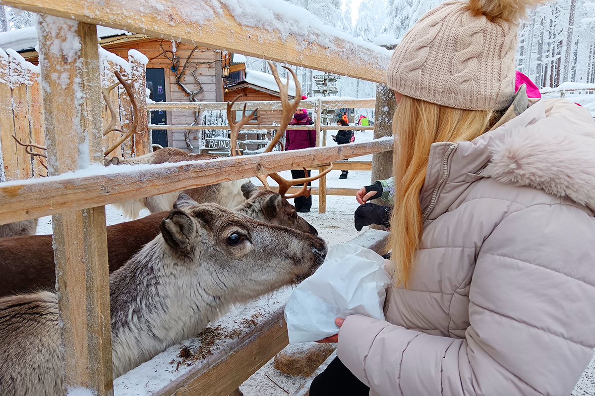 馴鹿農場